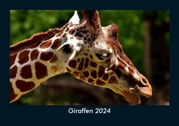 Kalendár/Diár Giraffen 2024 Fotokalender DIN A5 