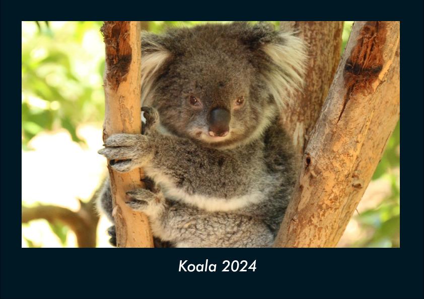 Kalendář/Diář Koala 2024 Fotokalender DIN A4 