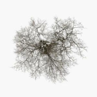Zvok Tree John Metcalfe