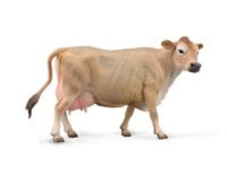 Kniha Jersey Cow Krowa 