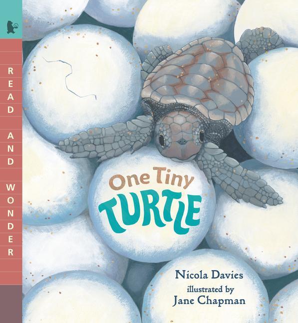 Carte One Tiny Turtle Jane Chapman