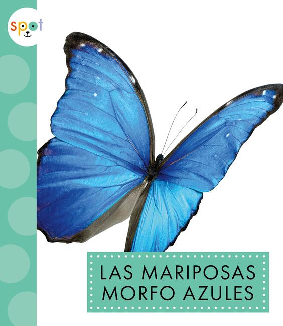 Carte Las Mariposas Morfo Azules Thielges