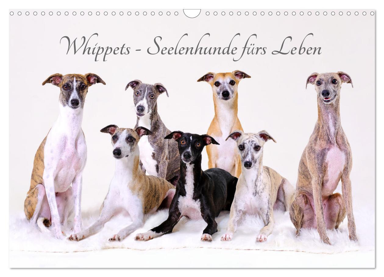 Naptár/Határidőnapló Whippets - Seelenhunde fürs Leben (Wandkalender 2024 DIN A3 quer), CALVENDO Monatskalender 