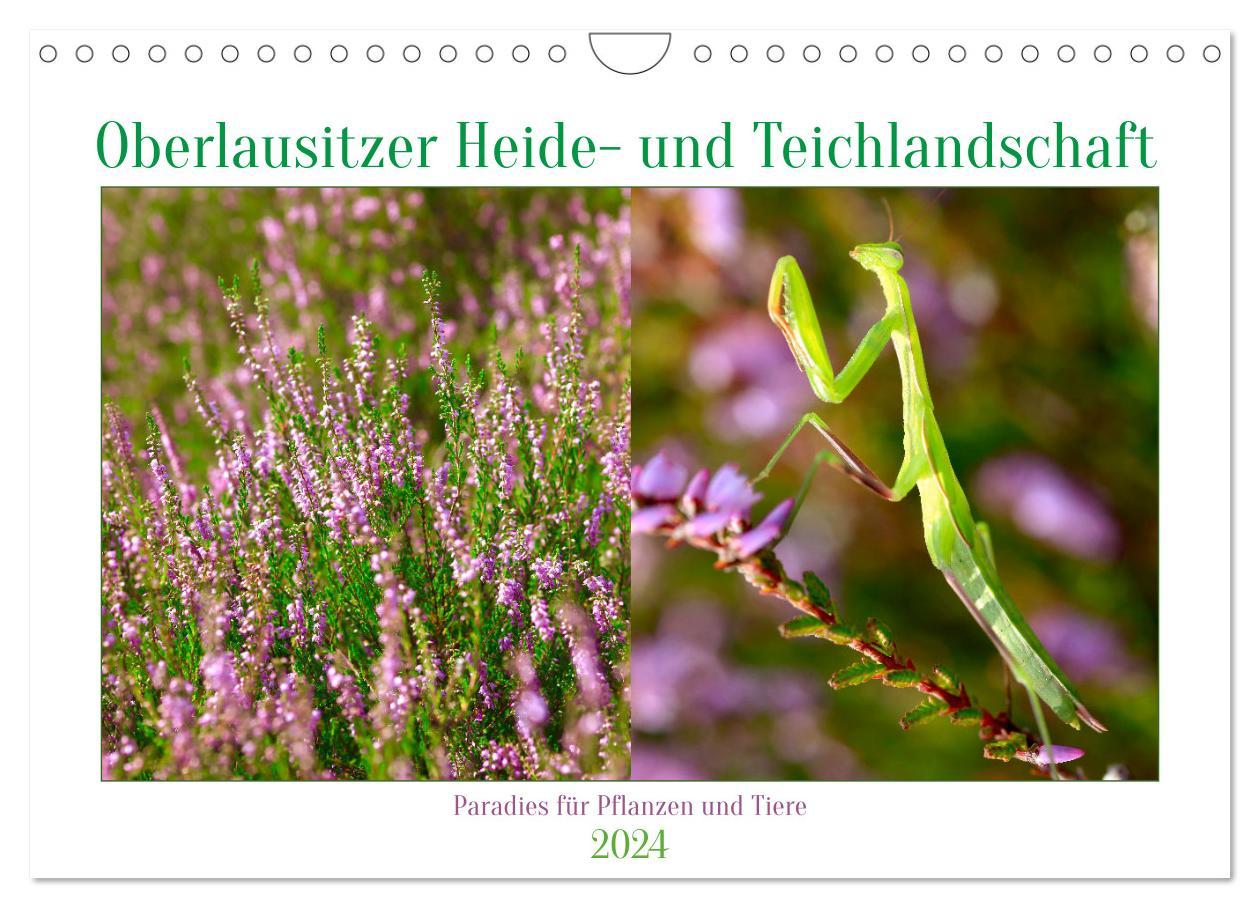 Kalendář/Diář Oberlausitzer Heide- und Teichlandschaft (Wandkalender 2024 DIN A4 quer), CALVENDO Monatskalender 