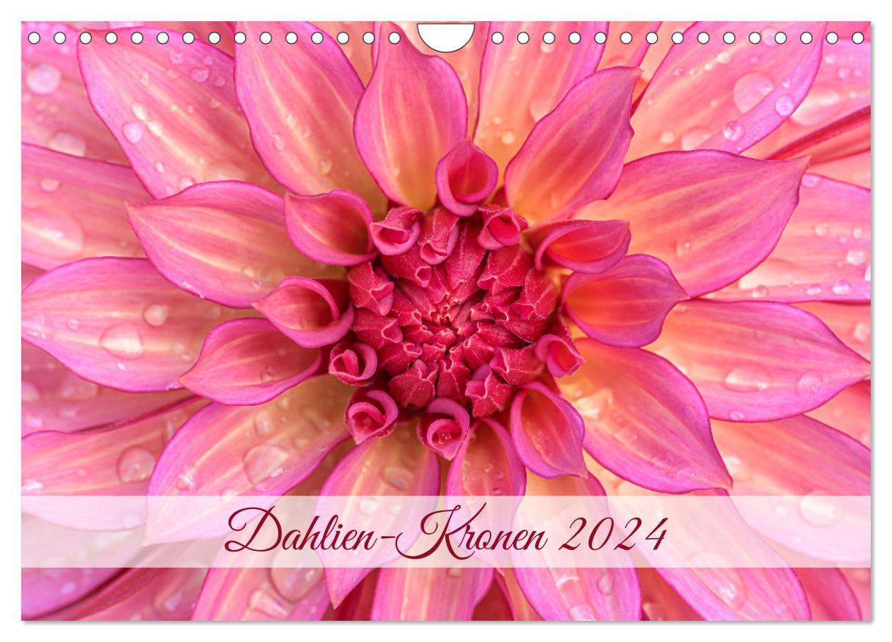 Naptár/Határidőnapló Dahlien-Kronen (Wandkalender 2024 DIN A4 quer), CALVENDO Monatskalender 