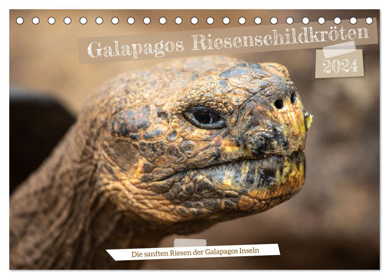Naptár/Határidőnapló Die Riesenschildkröten der Galapagos Inseln (Tischkalender 2024 DIN A5 quer), CALVENDO Monatskalender 