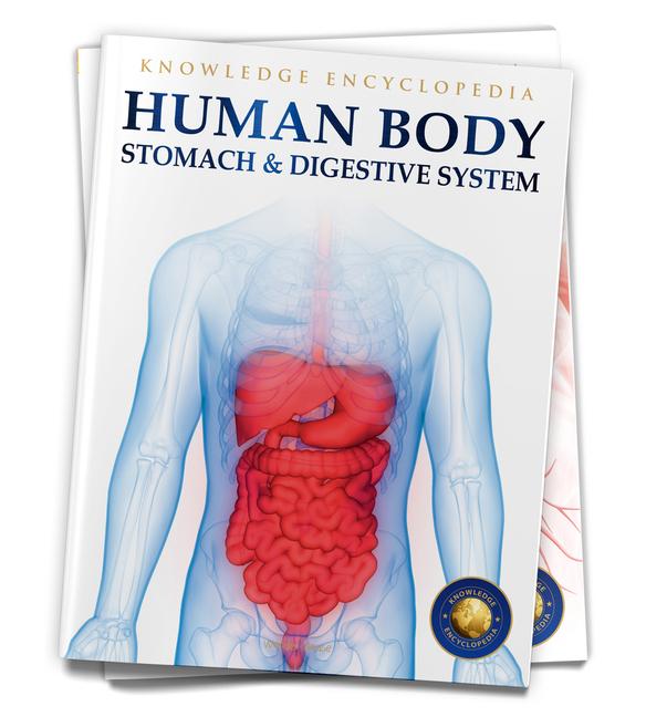 Carte Human Body: Stomach and Digestive System 