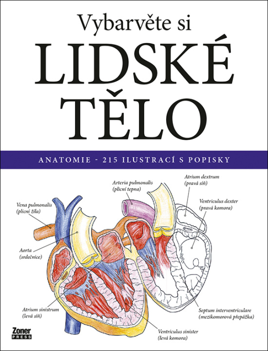 Buch Vybarvěte si LIDSKÉ TĚLO 