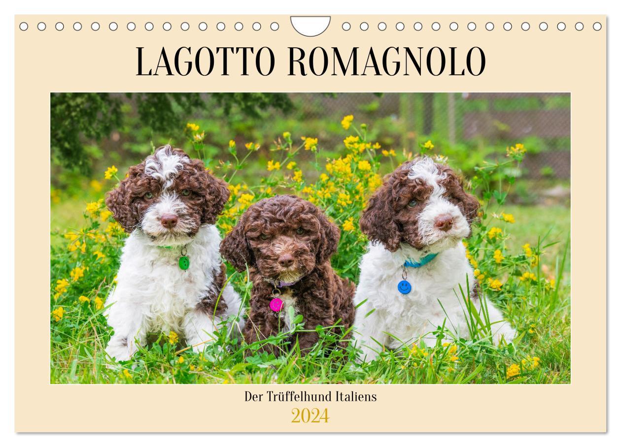 Naptár/Határidőnapló Lagotto Romagnolo - der Trüffelhund Italiens (Wandkalender 2024 DIN A4 quer), CALVENDO Monatskalender 