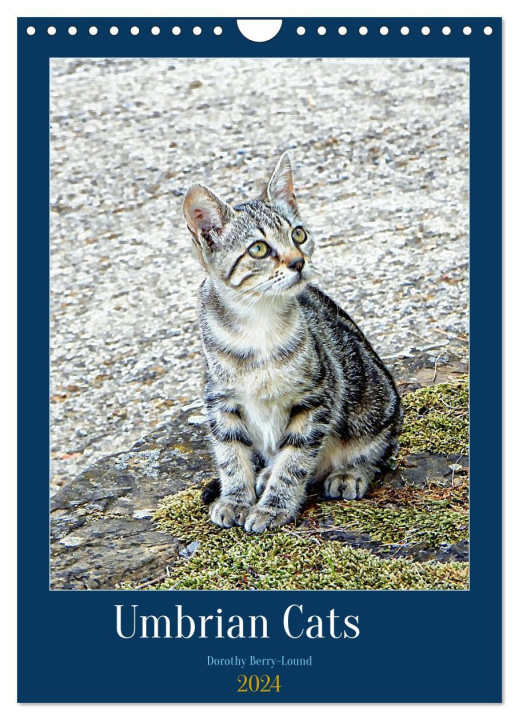 Calendar / Agendă Umbrian Cats (Wall Calendar 2024 DIN A4 portrait), CALVENDO 12 Month Wall Calendar 
