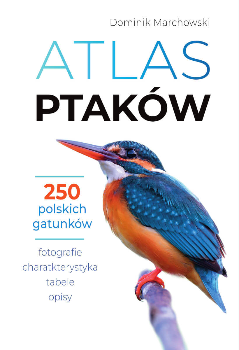 Kniha Atlas ptaków Dominik Marchowski