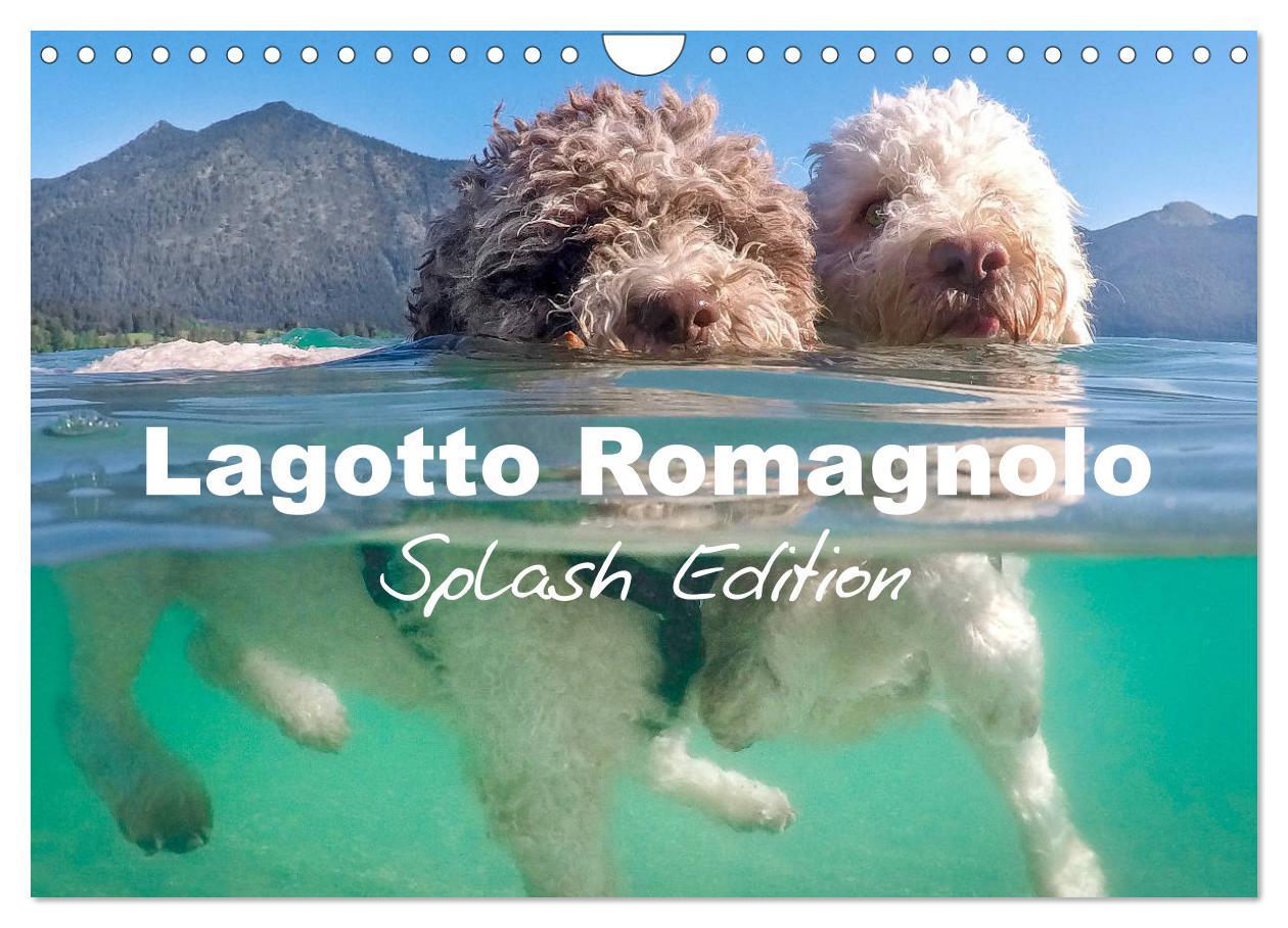 Calendar / Agendă Lagotto Romagnolo Splash Edition (Wall Calendar 2024 DIN A4 landscape), CALVENDO 12 Month Wall Calendar 