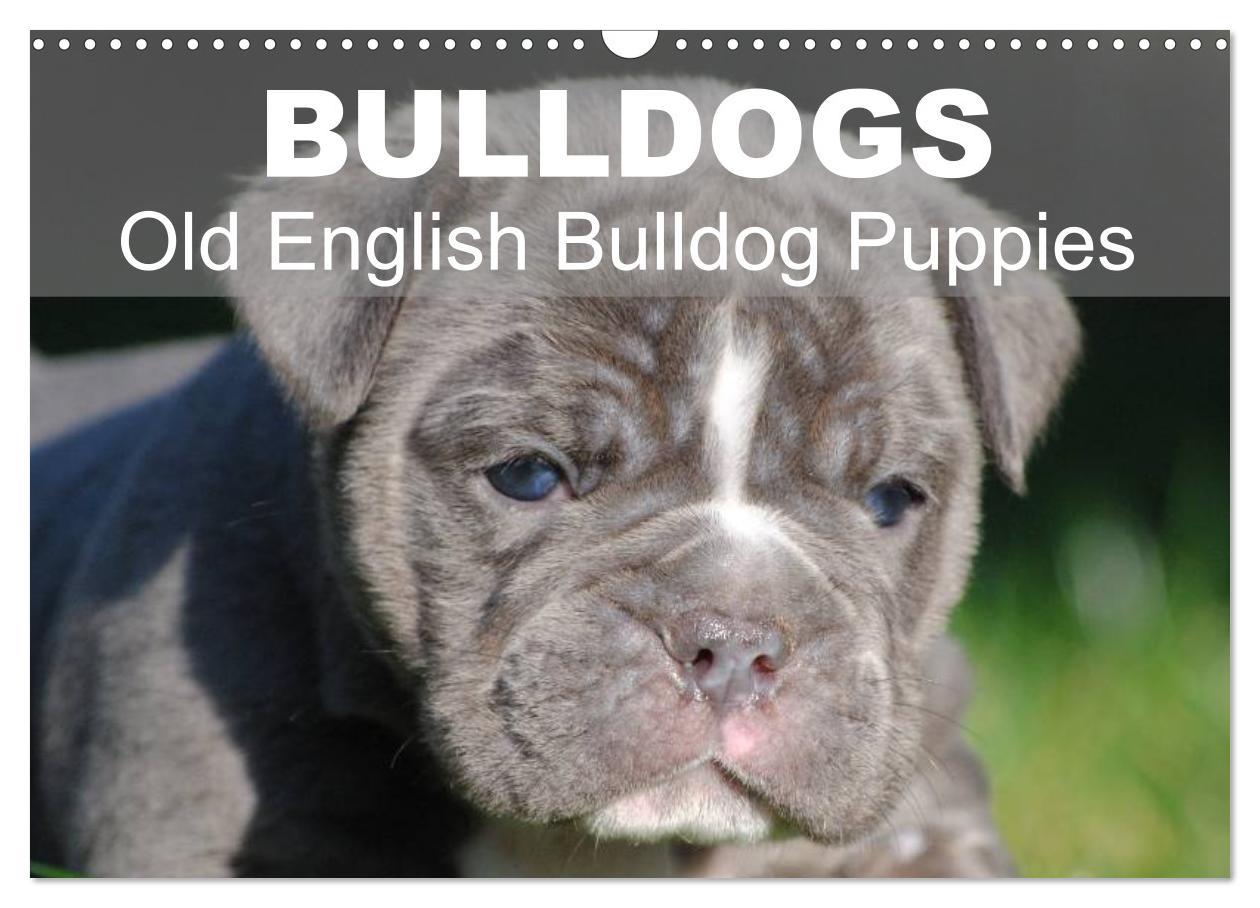 Calendar / Agendă Bulldogs - Old English Bulldog Puppies (Wall Calendar 2024 DIN A3 landscape), CALVENDO 12 Month Wall Calendar 