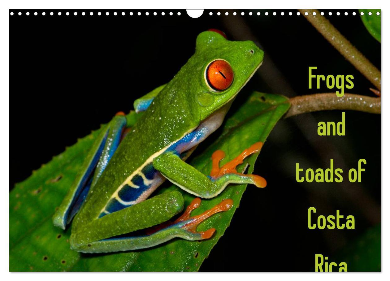 Frogs and toads of Costa Rica / UKversion (Wall Calendar 2024 DIN A3