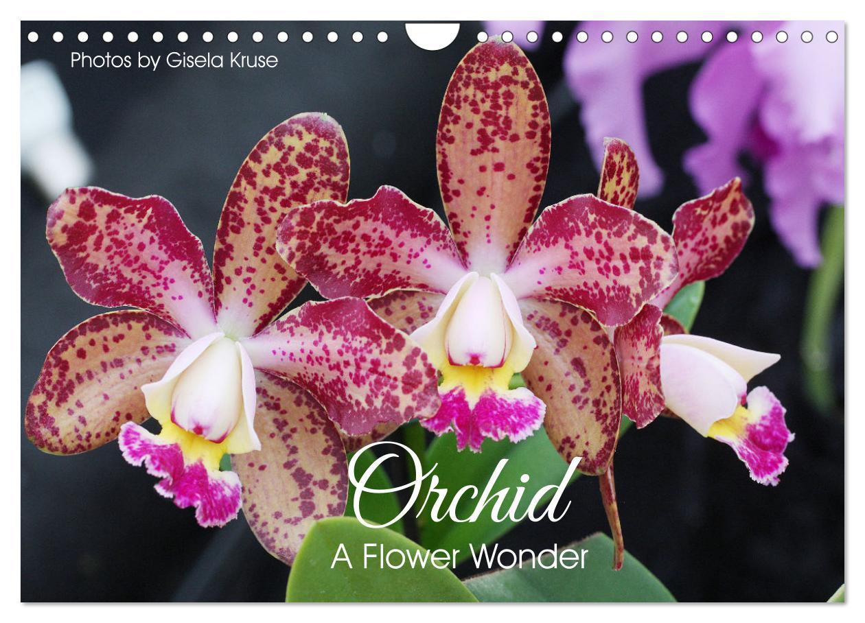 Календар/тефтер Orchid - A Flower Wonder (Wall Calendar 2024 DIN A4 landscape), CALVENDO 12 Month Wall Calendar 