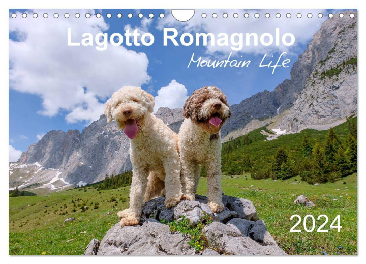 Naptár/Határidőnapló Lagotto Romagnolo Mountain Life (Wall Calendar 2024 DIN A4 landscape), CALVENDO 12 Month Wall Calendar 