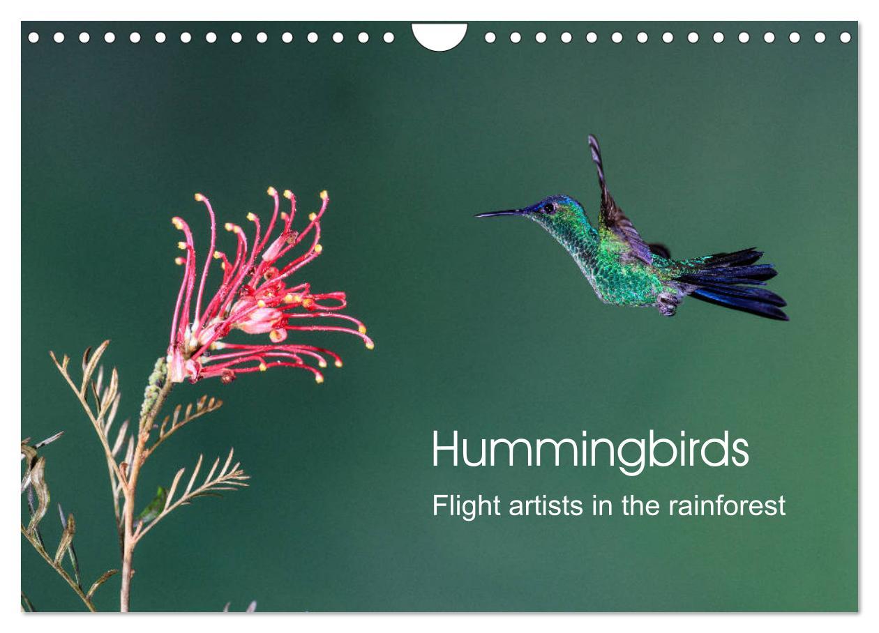 Kalendár/Diár Hummingbirds - Flight artists in the rainforest (Wall Calendar 2024 DIN A4 landscape), CALVENDO 12 Month Wall Calendar 