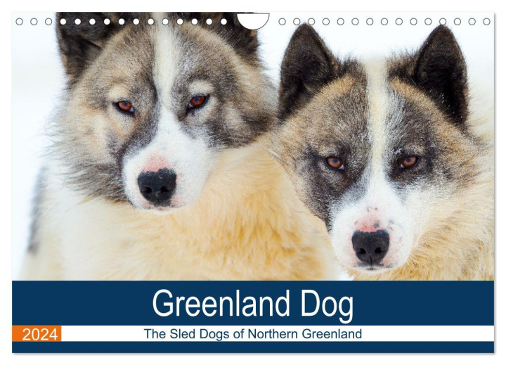 Naptár/Határidőnapló Greenland Dog - The Sled Dogs of Northern Greenland (Wall Calendar 2024 DIN A4 landscape), CALVENDO 12 Month Wall Calendar 