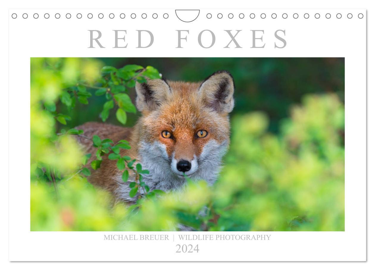 Naptár/Határidőnapló Red Foxes 2024 (Wall Calendar 2024 DIN A4 landscape), CALVENDO 12 Month Wall Calendar 