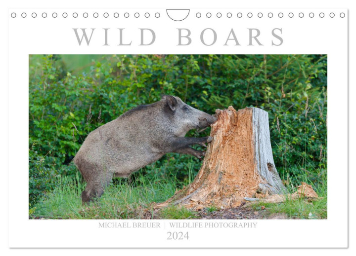 Kalendář/Diář Wild Boars (Wall Calendar 2024 DIN A4 landscape), CALVENDO 12 Month Wall Calendar 