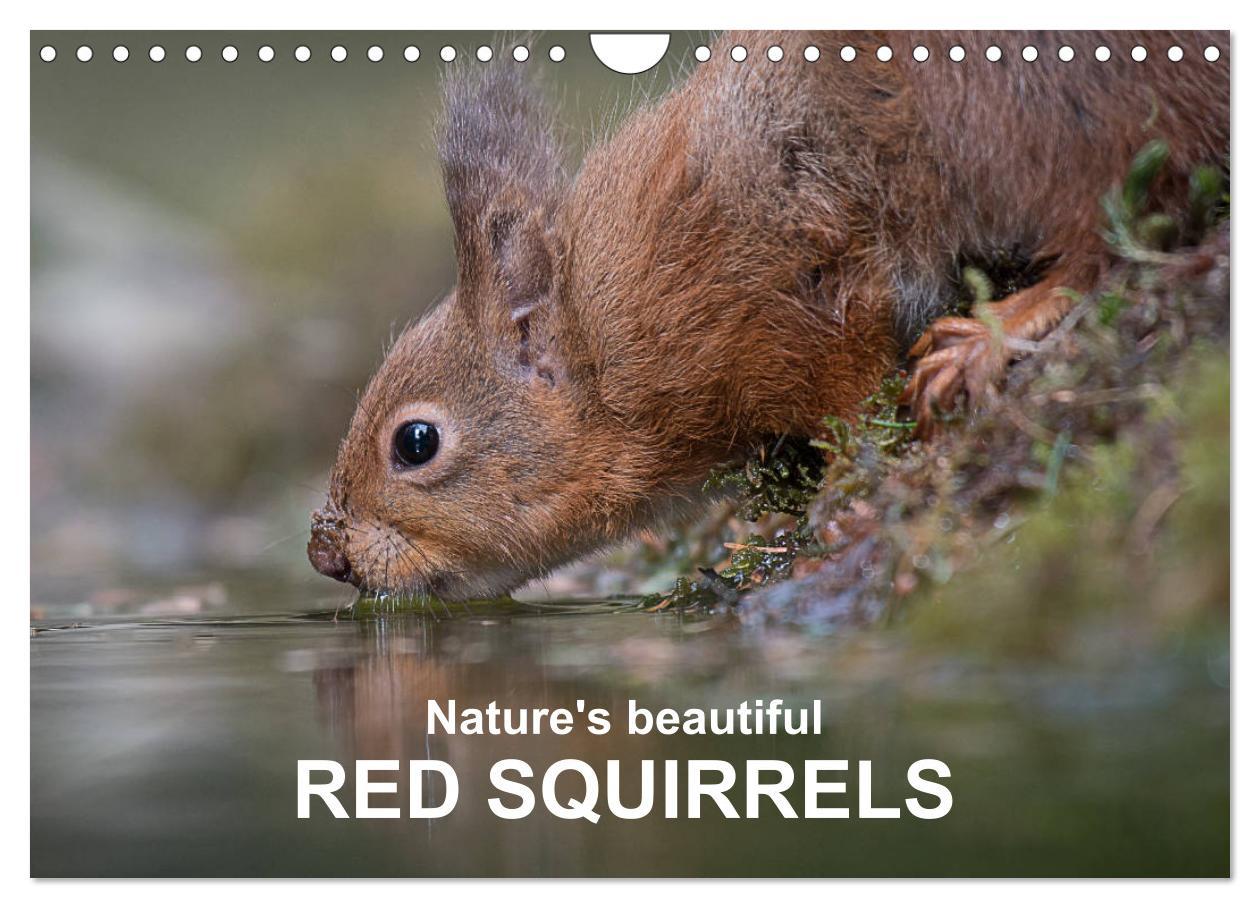 Naptár/Határidőnapló Nature's beautiful red squirrels (Wall Calendar 2024 DIN A4 landscape), CALVENDO 12 Month Wall Calendar 