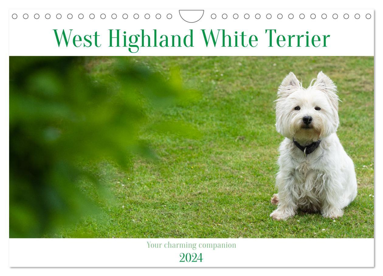 Kalendář/Diář West Highland White Terrier - Your charming companion (Wall Calendar 2024 DIN A4 landscape), CALVENDO 12 Month Wall Calendar 