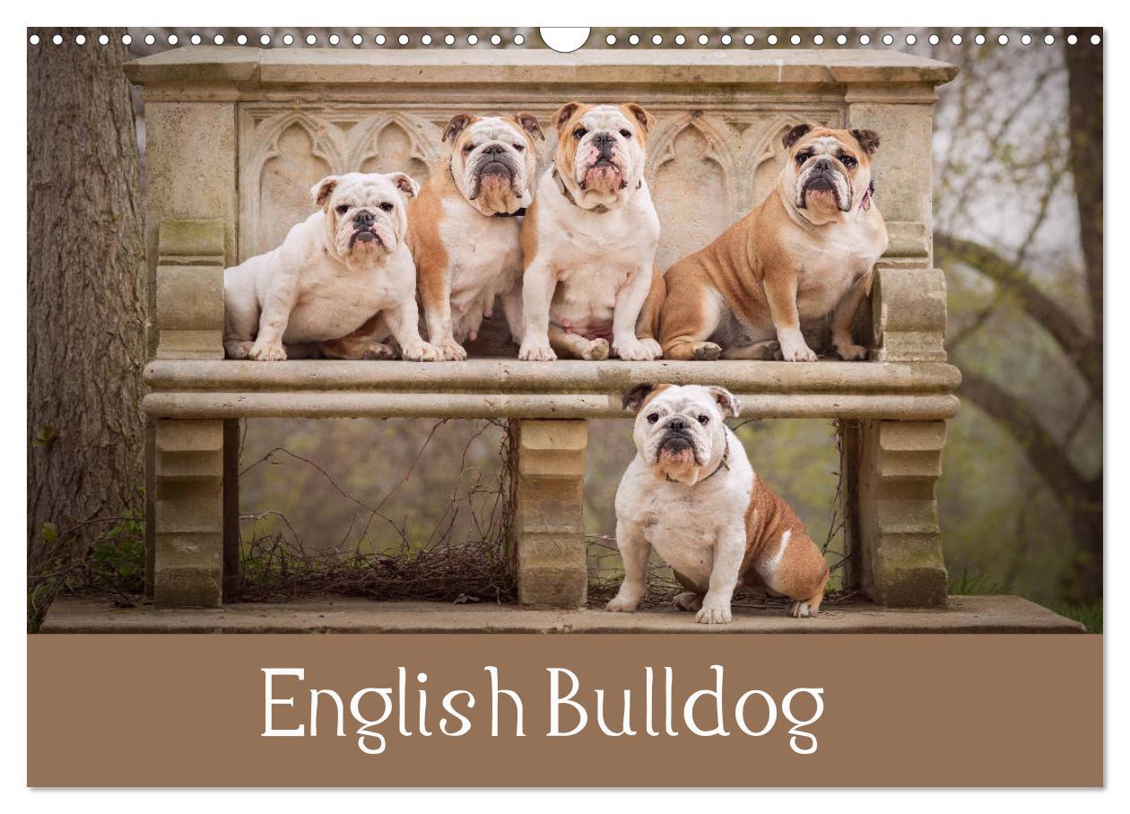 Календар/тефтер English Bulldog (Wall Calendar 2024 DIN A3 landscape), CALVENDO 12 Month Wall Calendar 