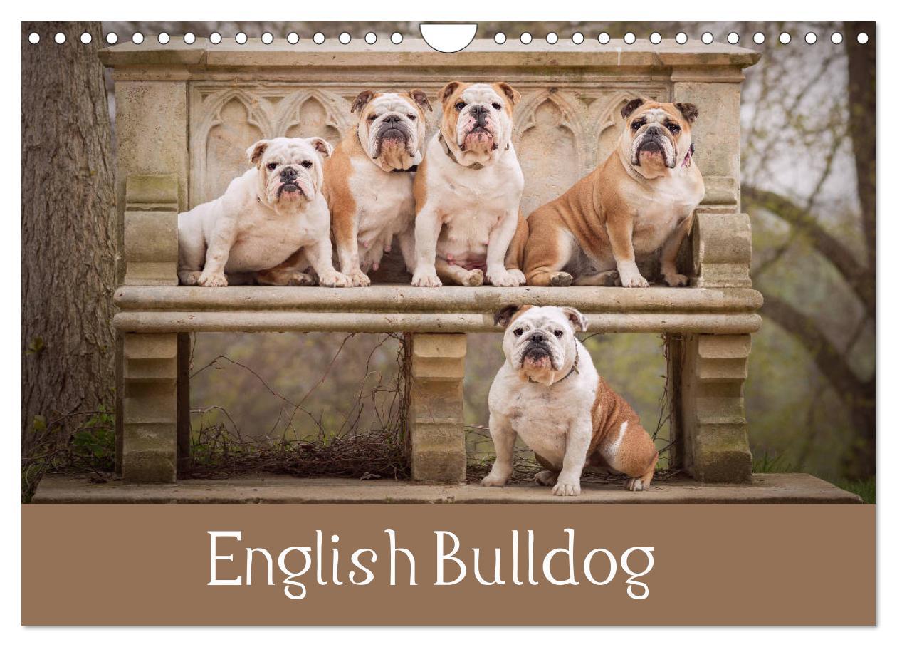 Kalendář/Diář English Bulldog (Wall Calendar 2024 DIN A4 landscape), CALVENDO 12 Month Wall Calendar 