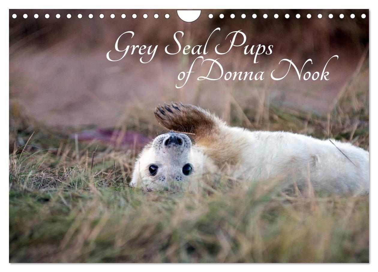 Calendar / Agendă Grey Seal Pups of Donna Nook (Wall Calendar 2024 DIN A4 landscape), CALVENDO 12 Month Wall Calendar 