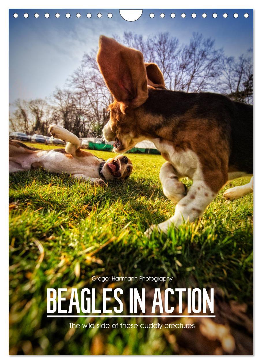 Naptár/Határidőnapló Beagles in action (Wall Calendar 2024 DIN A4 portrait), CALVENDO 12 Month Wall Calendar 