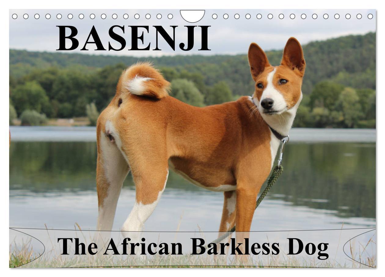 Naptár/Határidőnapló Basenji the African Barkless Dog (Wall Calendar 2024 DIN A4 landscape), CALVENDO 12 Month Wall Calendar 