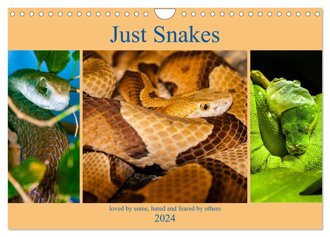 Kalendár/Diár Just Snakes (Wall Calendar 2024 DIN A4 landscape), CALVENDO 12 Month Wall Calendar 