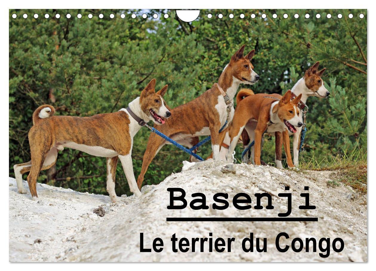 Kalendář/Diář Basenji Le terrier du Congo (Calendrier mural 2024 DIN A4 vertical), CALVENDO calendrier mensuel 