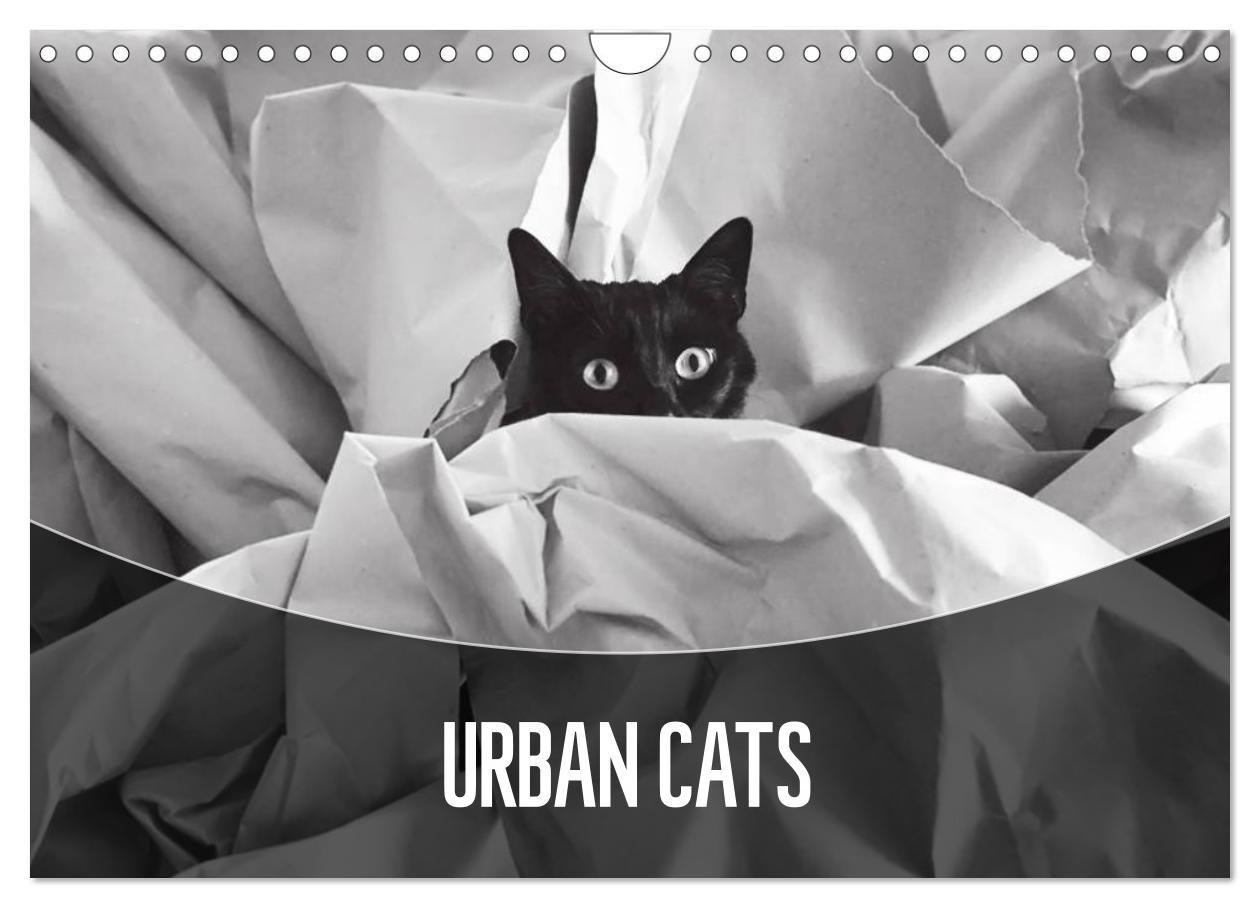 Naptár/Határidőnapló Urban Cats (Wall Calendar 2024 DIN A4 landscape), CALVENDO 12 Month Wall Calendar 