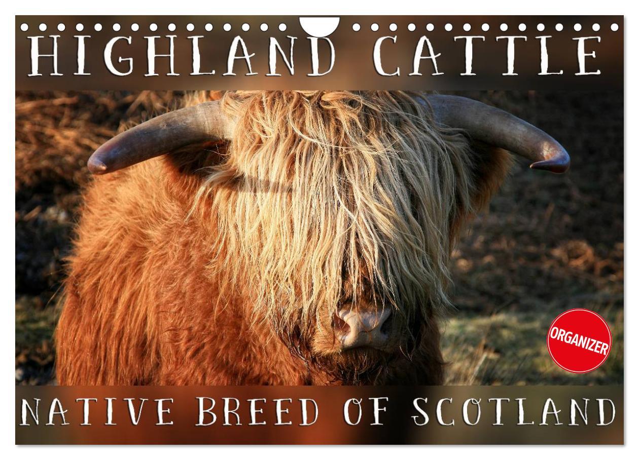Kalendář/Diář Highland Cattle - Native Breed of Scotland (Wall Calendar 2024 DIN A4 landscape), CALVENDO 12 Month Wall Calendar 
