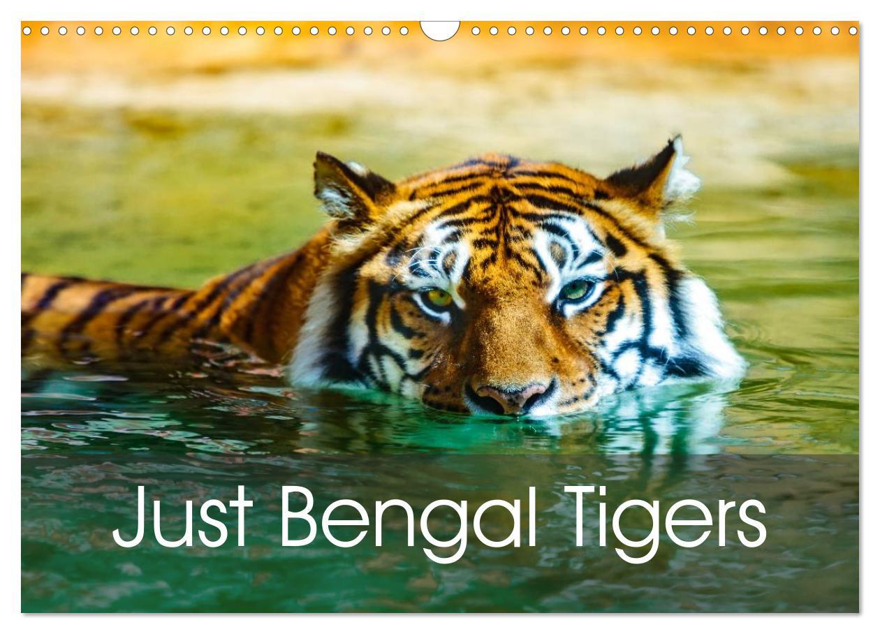 Calendar / Agendă Just Bengal Tigers (Wall Calendar 2024 DIN A3 landscape), CALVENDO 12 Month Wall Calendar 