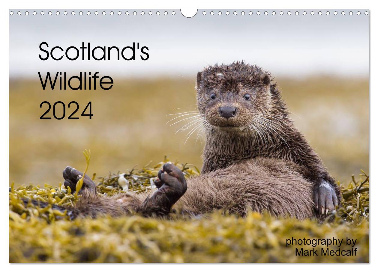 Naptár/Határidőnapló Scotland's Wildlife 2024 (Wall Calendar 2024 DIN A3 landscape), CALVENDO 12 Month Wall Calendar 