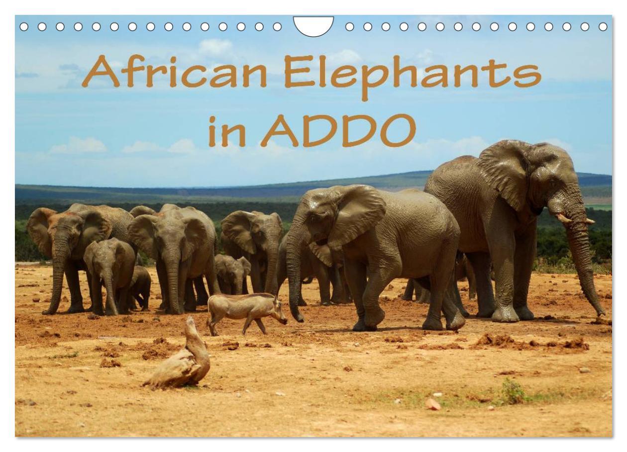 Calendar / Agendă African Elephants in ADDO (Wall Calendar 2024 DIN A4 landscape), CALVENDO 12 Month Wall Calendar 