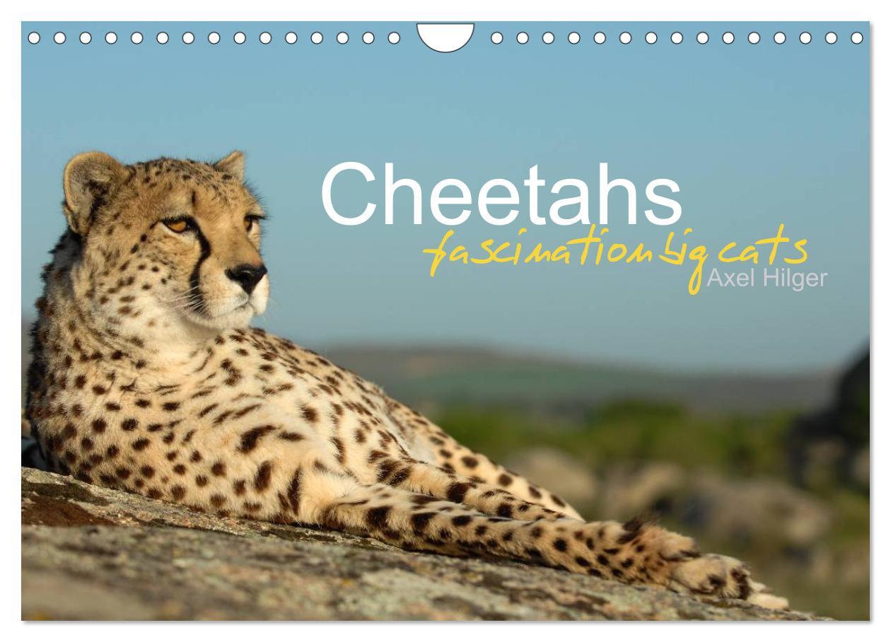 Naptár/Határidőnapló Cheetahs fascinating big cats (Wall Calendar 2024 DIN A4 landscape), CALVENDO 12 Month Wall Calendar 
