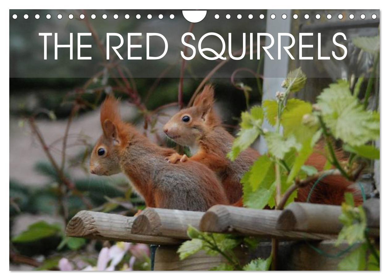 Naptár/Határidőnapló The red squirrels (Wall Calendar 2024 DIN A4 landscape), CALVENDO 12 Month Wall Calendar 