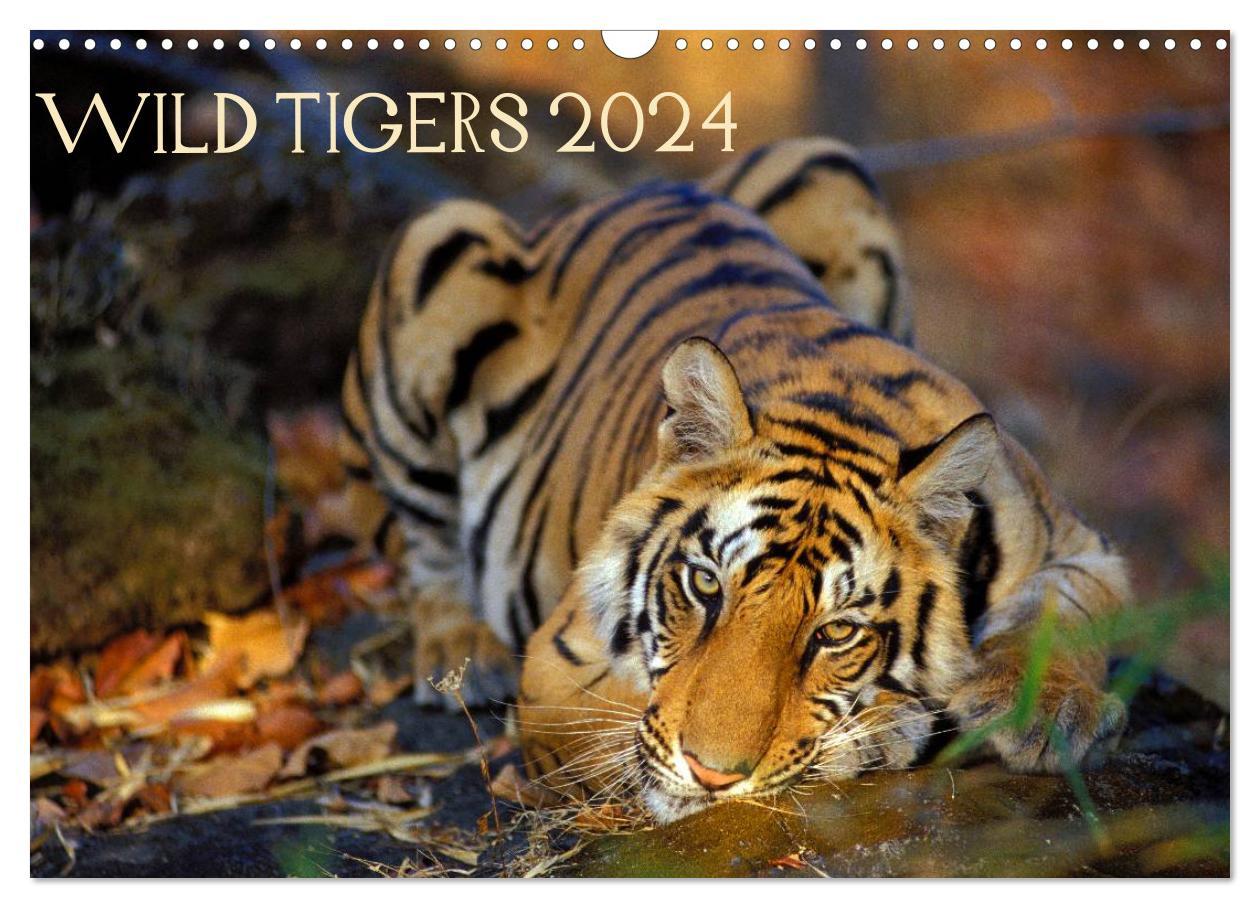 Kalendár/Diár Wild Tigers 2024 (Wall Calendar 2024 DIN A3 landscape), CALVENDO 12 Month Wall Calendar 