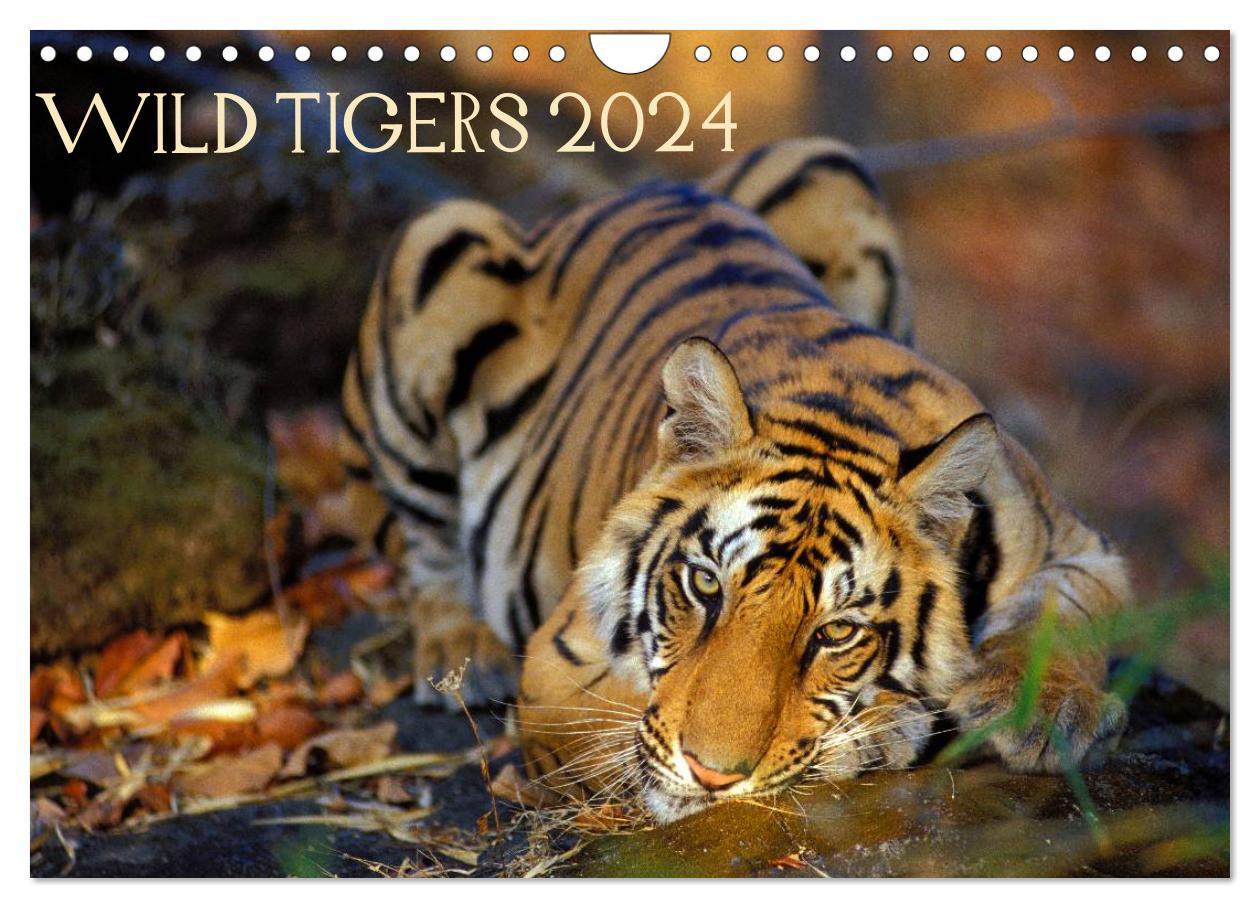 Календар/тефтер Wild Tigers 2024 (Wall Calendar 2024 DIN A4 landscape), CALVENDO 12 Month Wall Calendar 