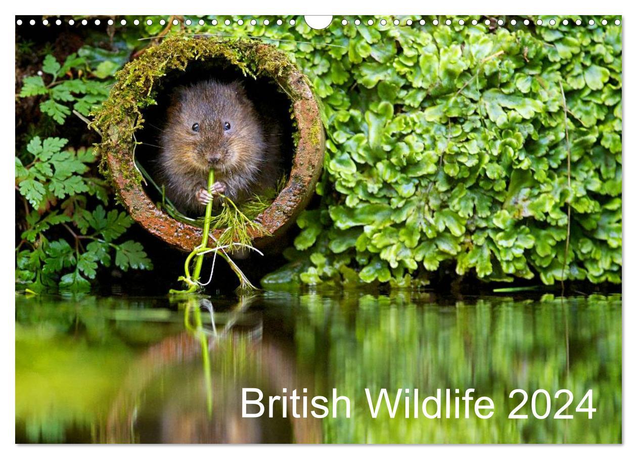 Kalendár/Diár British Wildlife 2024 (Wall Calendar 2024 DIN A3 landscape), CALVENDO 12 Month Wall Calendar 