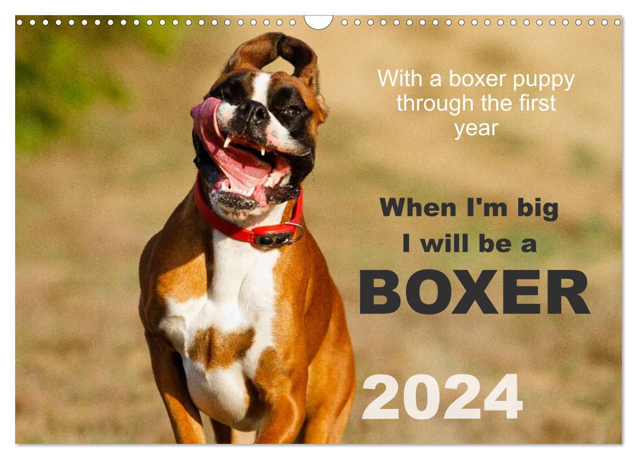 Naptár/Határidőnapló When I'm big I will be a Boxer / UK-Version (Wall Calendar 2024 DIN A3 landscape), CALVENDO 12 Month Wall Calendar 