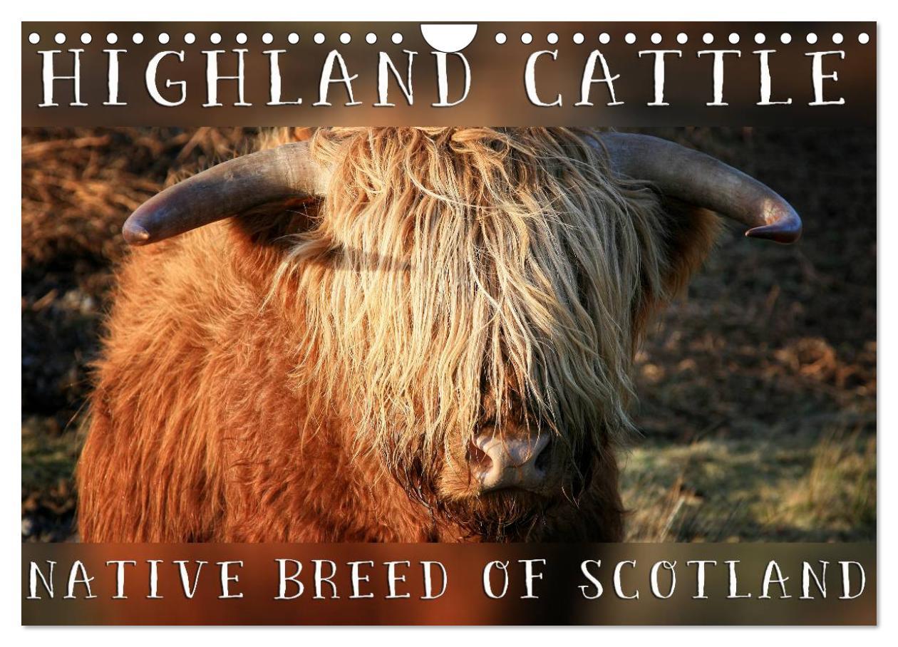 Calendar / Agendă Highland Cattle - Native Breed of Scotland (Wall Calendar 2024 DIN A4 landscape), CALVENDO 12 Month Wall Calendar 