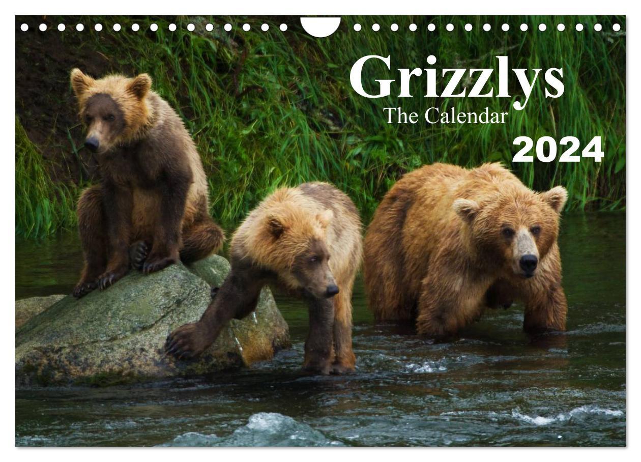 Naptár/Határidőnapló Grizzlys - The Calendar UK-Version (Wall Calendar 2024 DIN A4 landscape), CALVENDO 12 Month Wall Calendar 