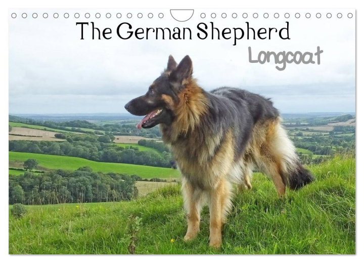 Naptár/Határidőnapló The German Shepherd Longcoat (Wall Calendar 2024 DIN A4 landscape), CALVENDO 12 Month Wall Calendar 