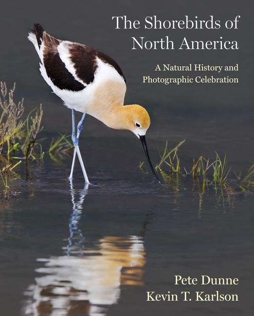 Kniha The Shorebirds of North America – A Natural History and Photographic Celebration Pete Dunne