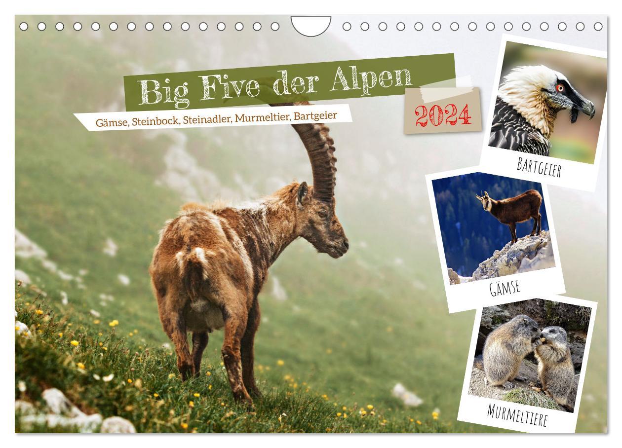 Kalendár/Diár Big Five der Alpen Gämse, Steinbock, Murmeltier, Steinadler, Bartgeier (Wandkalender 2024 DIN A4 quer), CALVENDO Monatskalender 