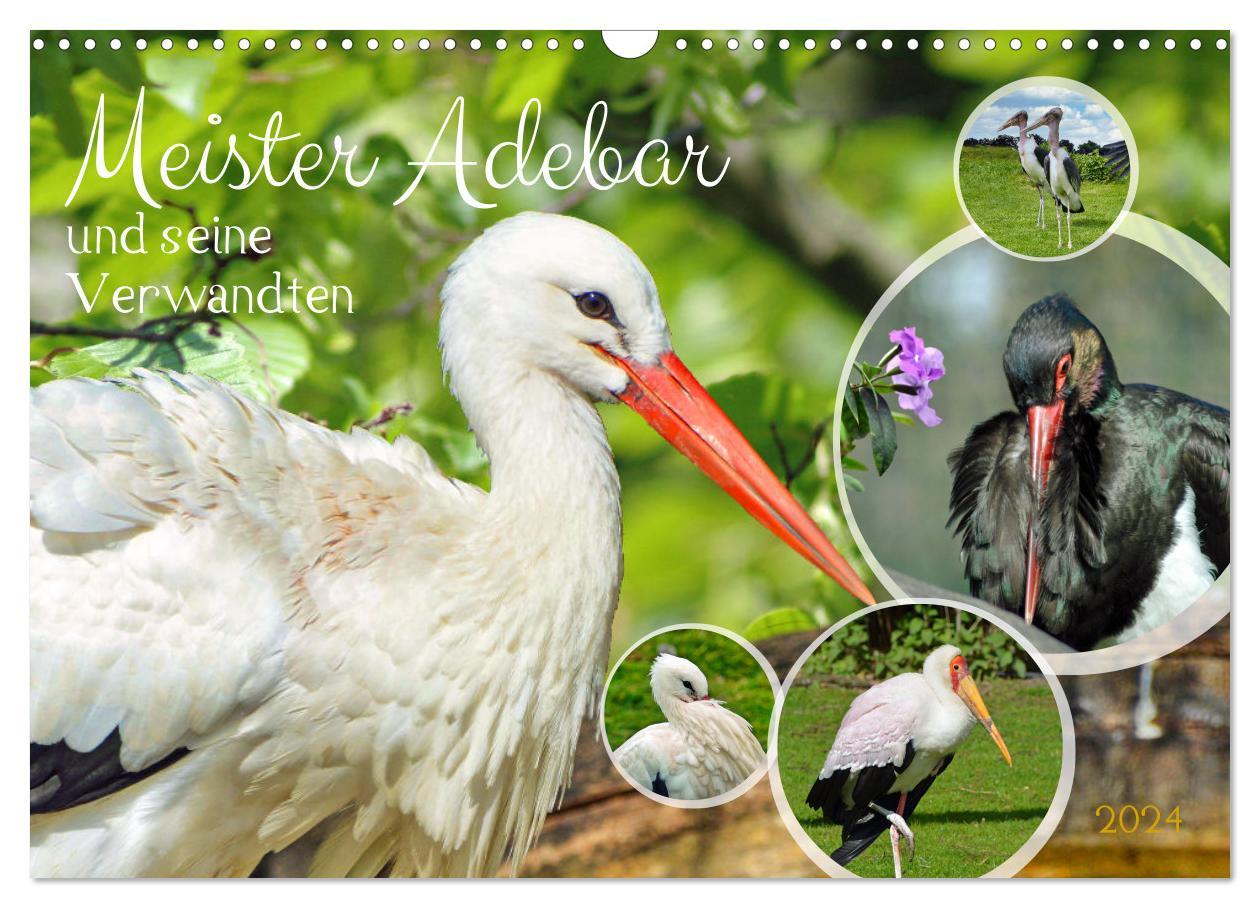 Kalendář/Diář Meister Adebar und seine Verwandten (Wandkalender 2024 DIN A3 quer), CALVENDO Monatskalender 